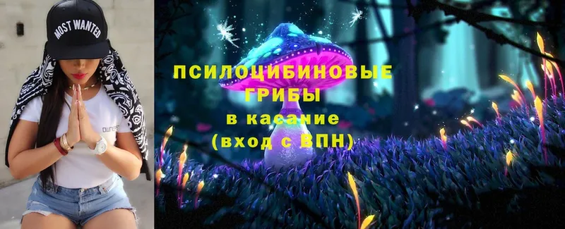 Псилоцибиновые грибы Psilocybe  Вязьма 